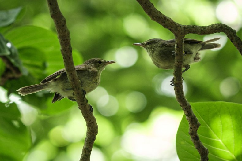 Two new birds discovered in Tanzania