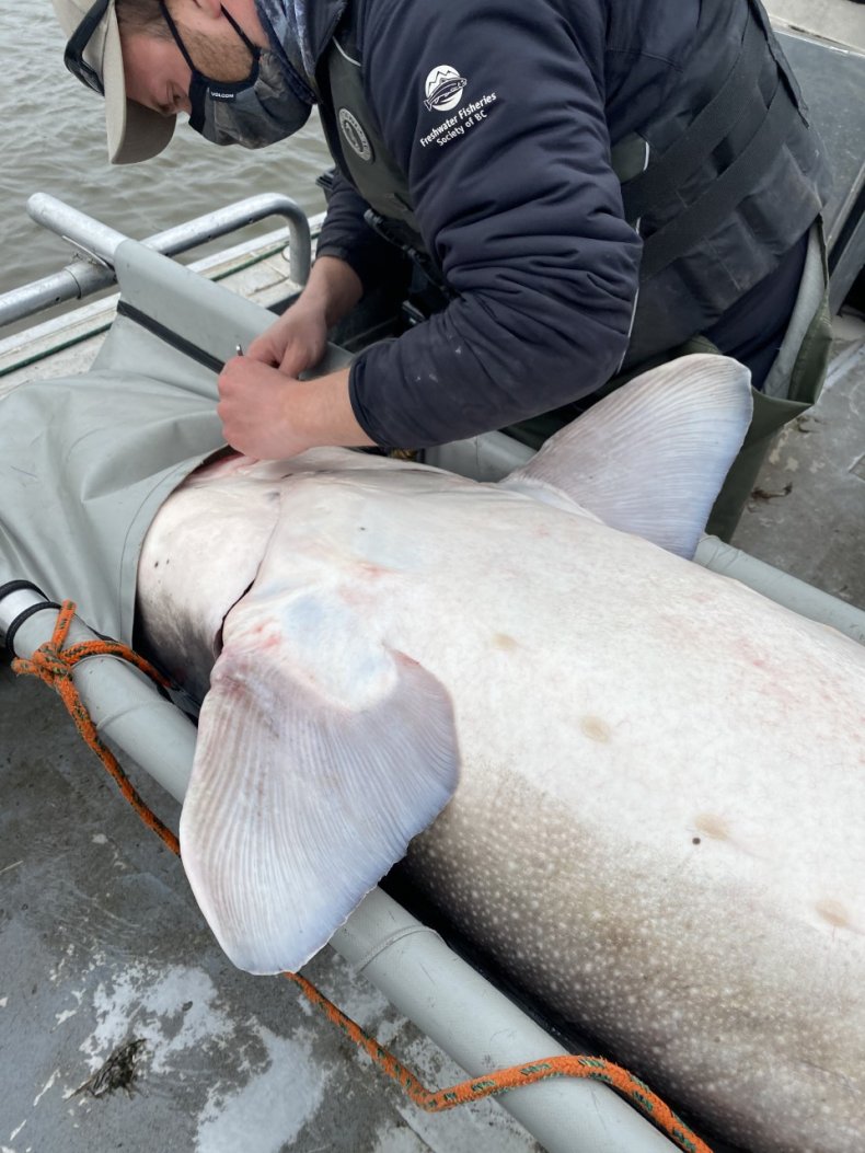 Record-breaking white sturgeon