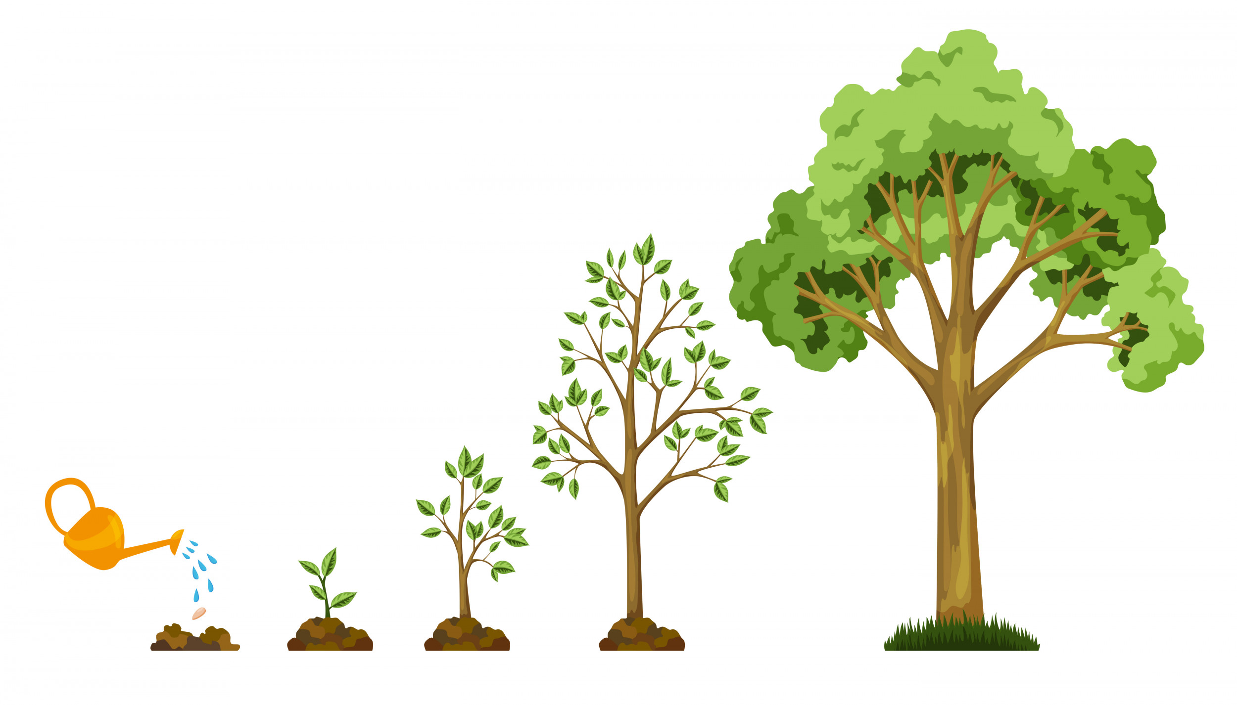 Этапы роста дерева