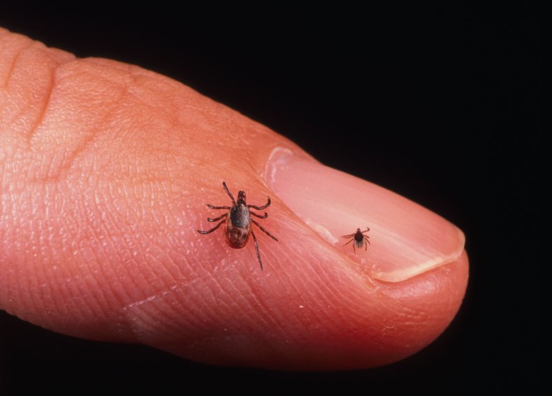 Ticks crawl across a human finger. 