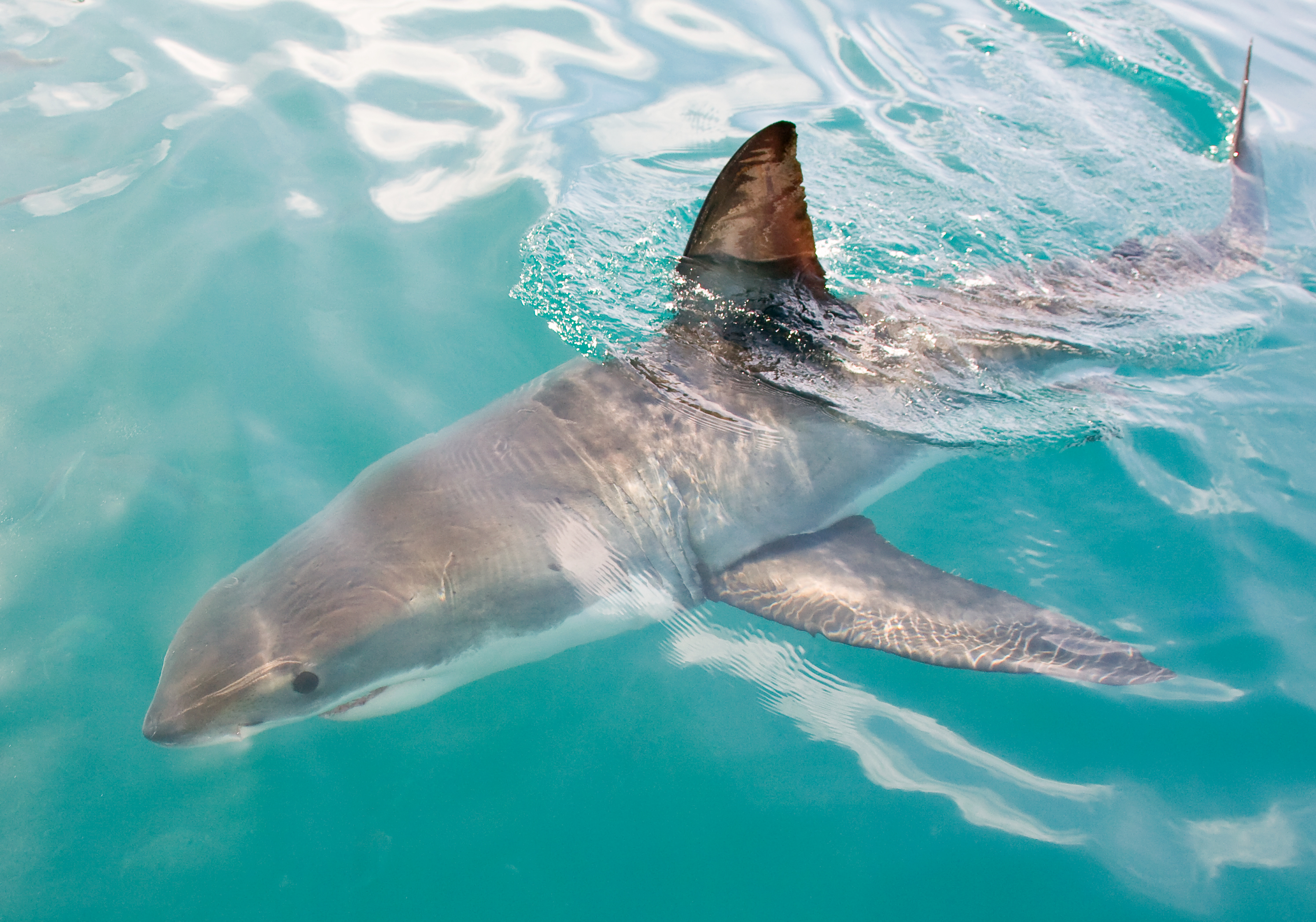 Seven Hammerhead Sharks Circle Florida Beachgoers in Shocking Video