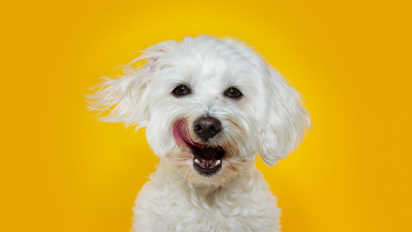 Dog Films Her Own Tiktok Video And The Internet Is Obsessed Dog Films Her Own Tiktok Video And The Internet Is Obsessed