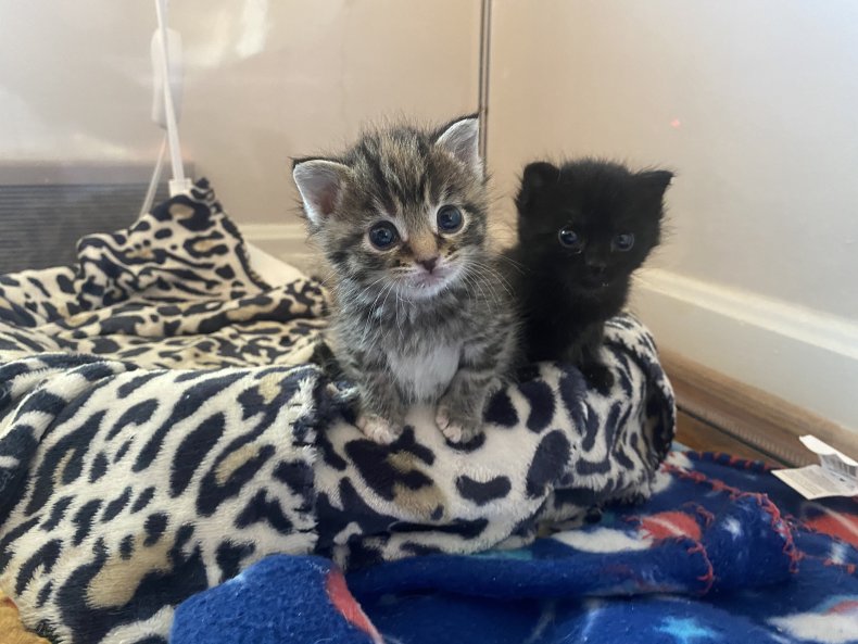 Baby kittens at Itty Bitty Kitty Committee