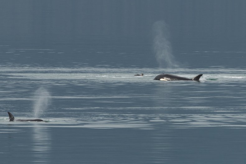 Orcas harassing an otter in Alaska