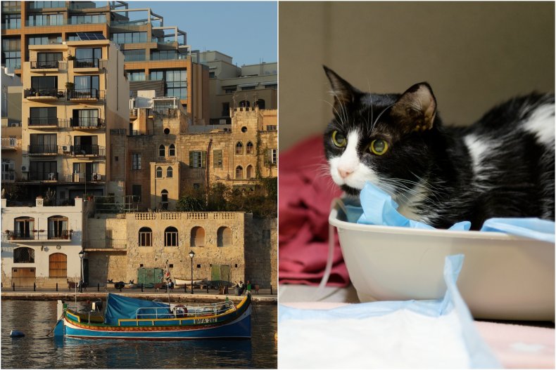 Cat thrown in Malta sea