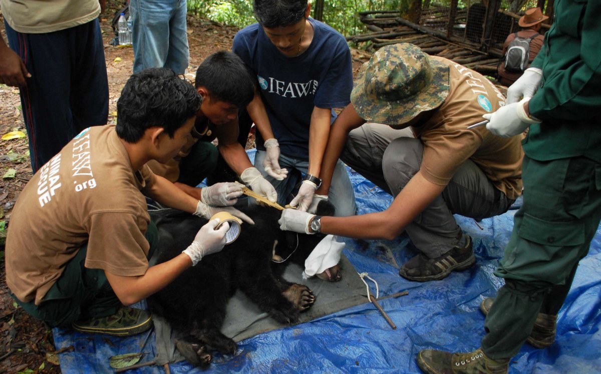Workers tend to a black bear cub.