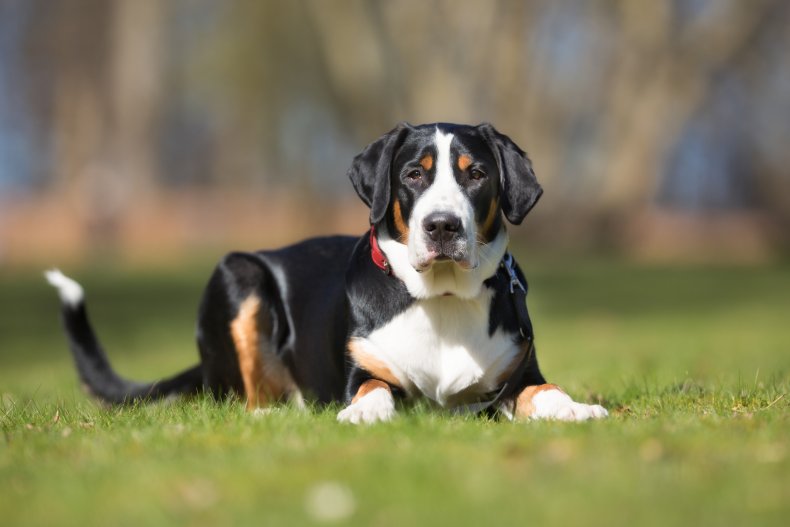 Greater Swiss Mountain Dog