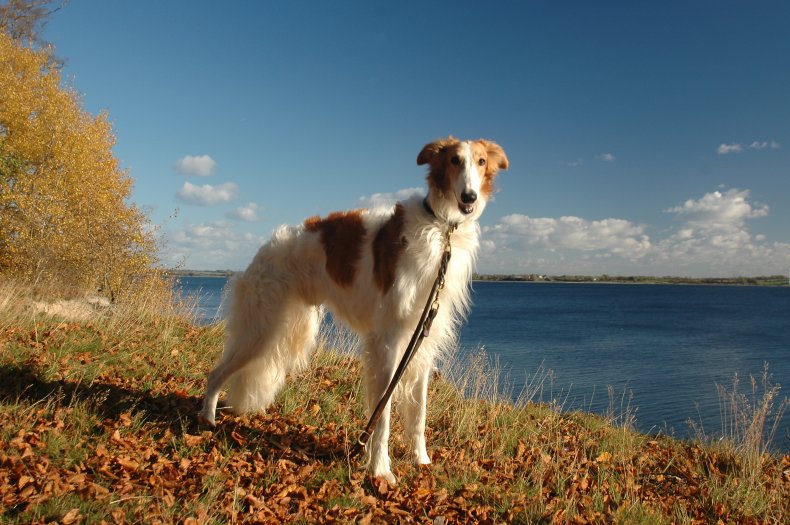Borzoi