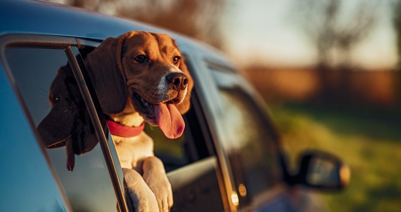 Dog leaning out of car window