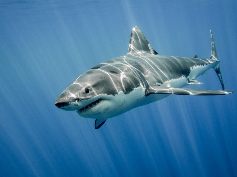 A great white shark