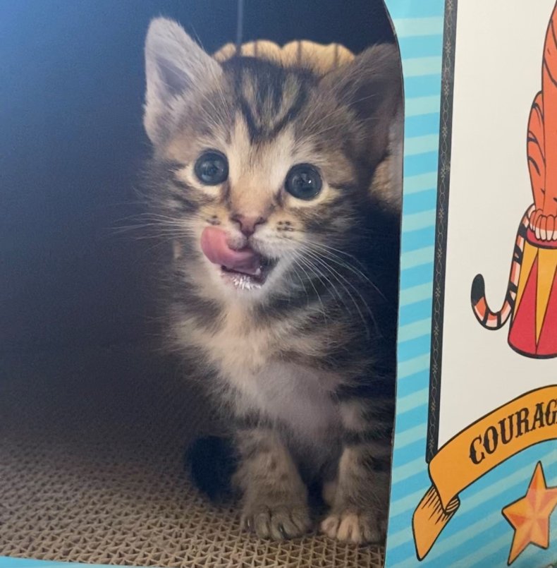 A kitten at Itty Bitty Kitty Committee