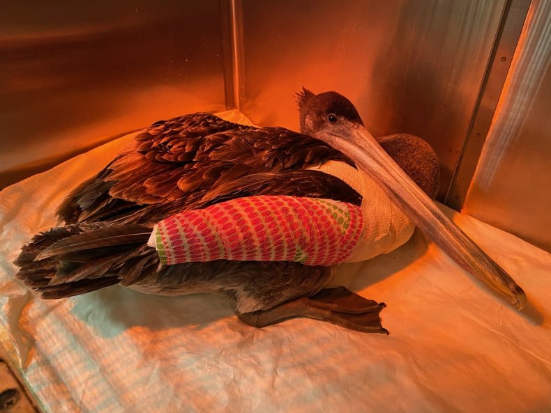 An injured pelican recovers from surgery.