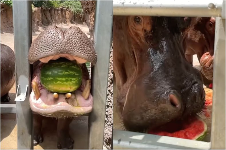 Hippo smashes watermelon at San Antonio Zoo