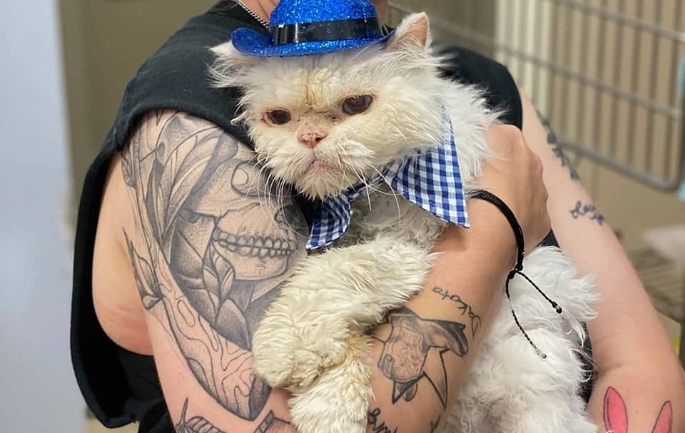 Animal Shelter Throws Birthday Get together for 19-Year-Outdated Cat Without a Residence