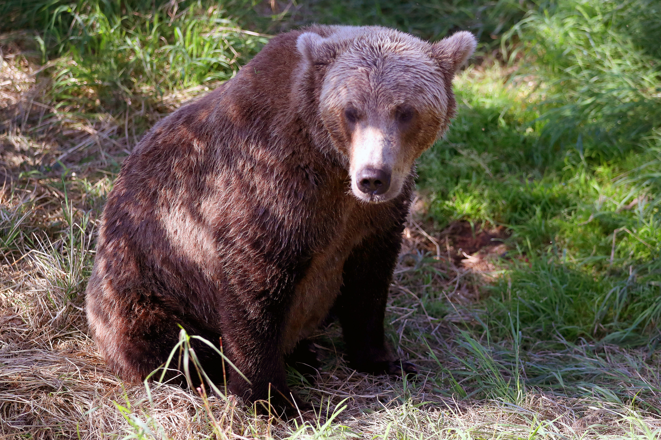 brown bear alaska