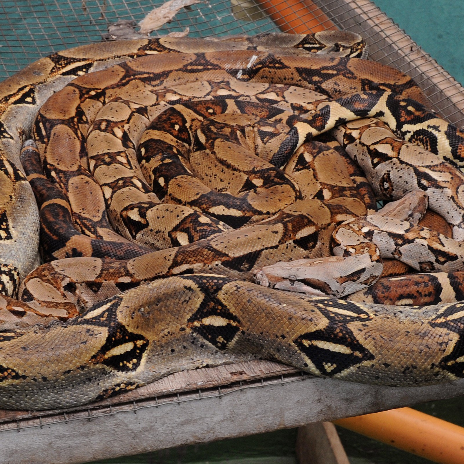largest boa constrictor ever