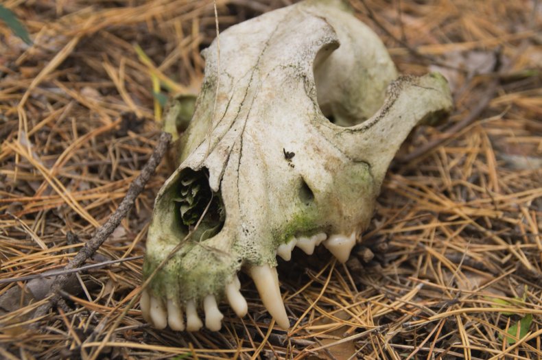 Photo of an old dog skull.
