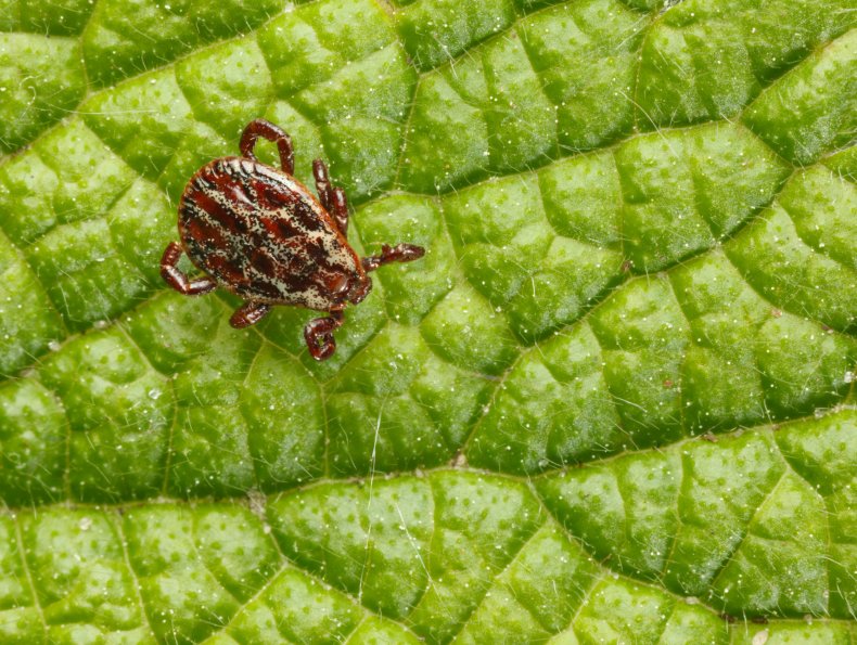 Image of a tick on a leaf.