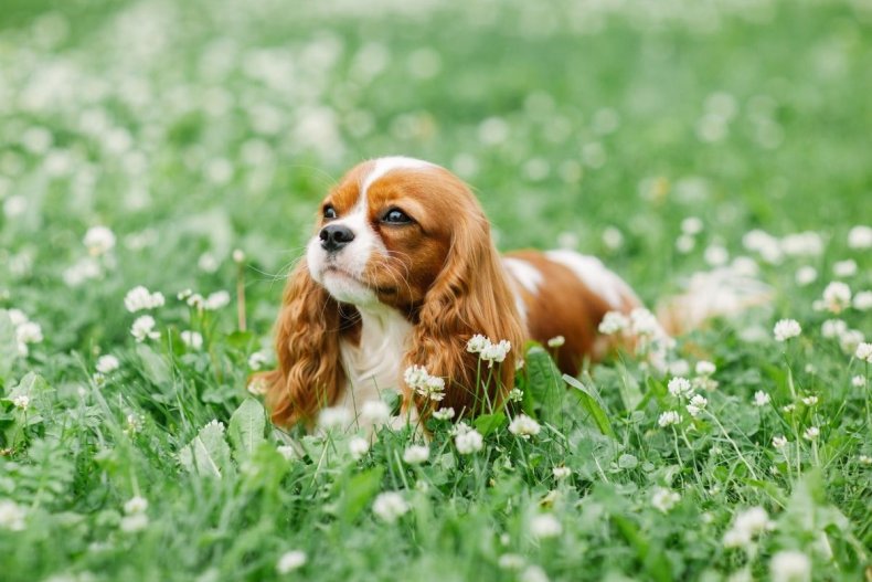 King Charles spaniel puppy in a field