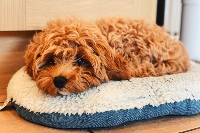 A cavapoo puppy on a cushion