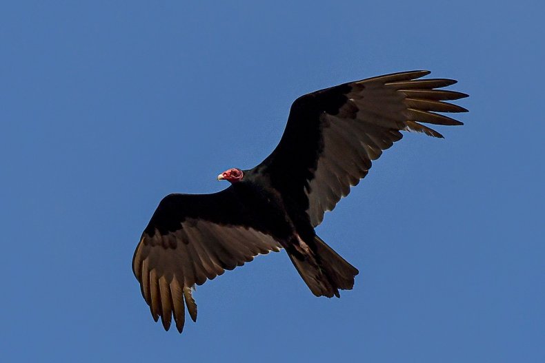 A turkey vulture flies over Panama City.