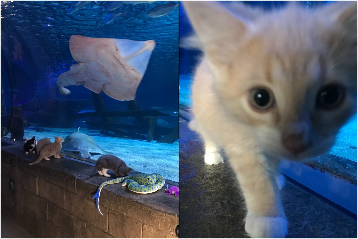 Adorable kittens up for adoption visit aquarium