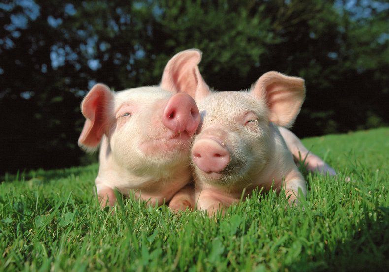 piglets