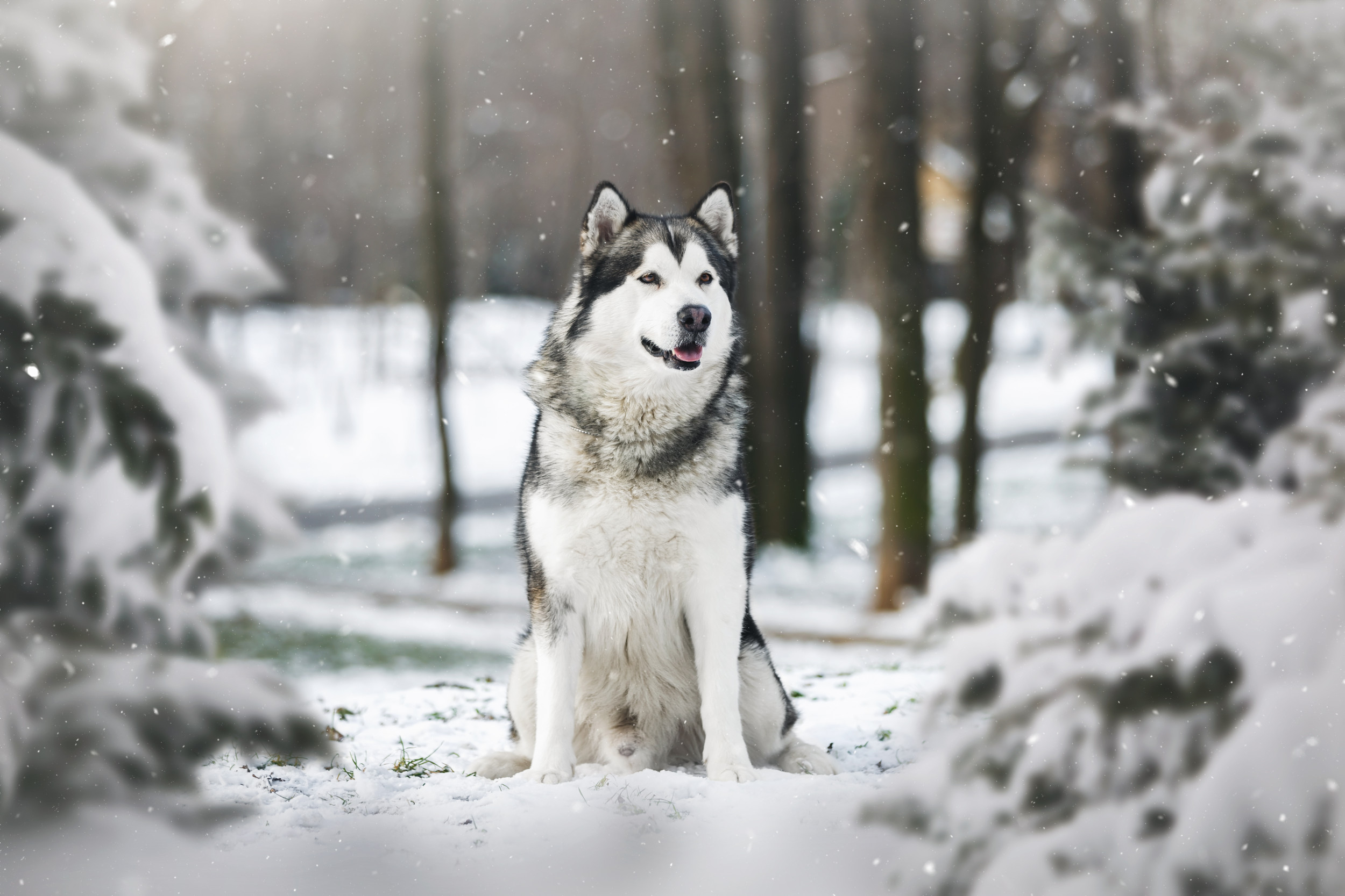 what dog breeds are similar to sibrean huskey