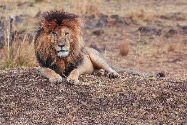 Scarface the lion
