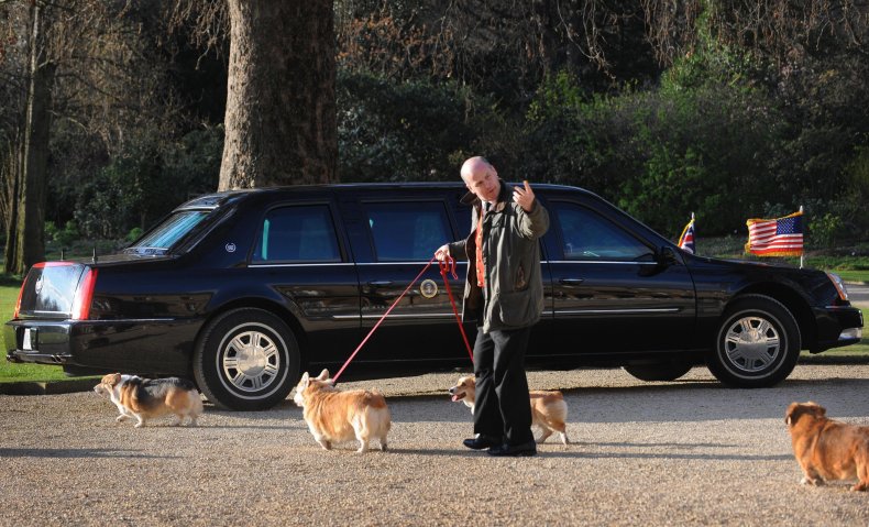 Corgis
