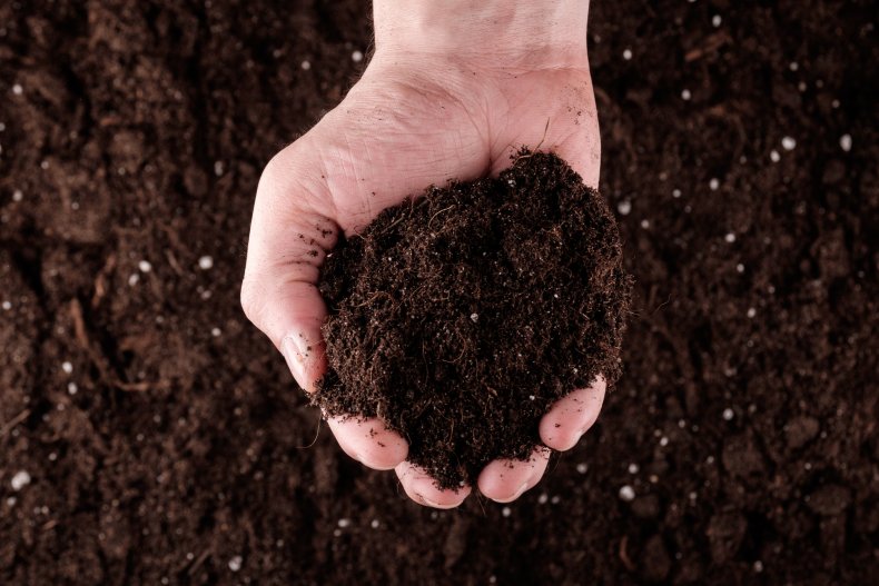 Stock image of hand holding soil.