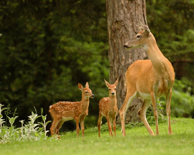 deer, fawn, stock, getty