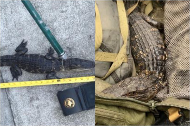 Small baby alligator found in backpack