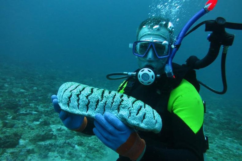 Sea cucumber