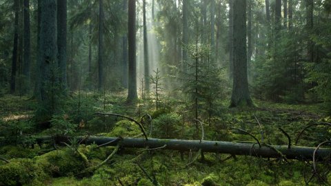 Mapa Ciszy KUL _ Puszcza Białowieska