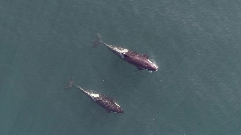 Drone image of whales