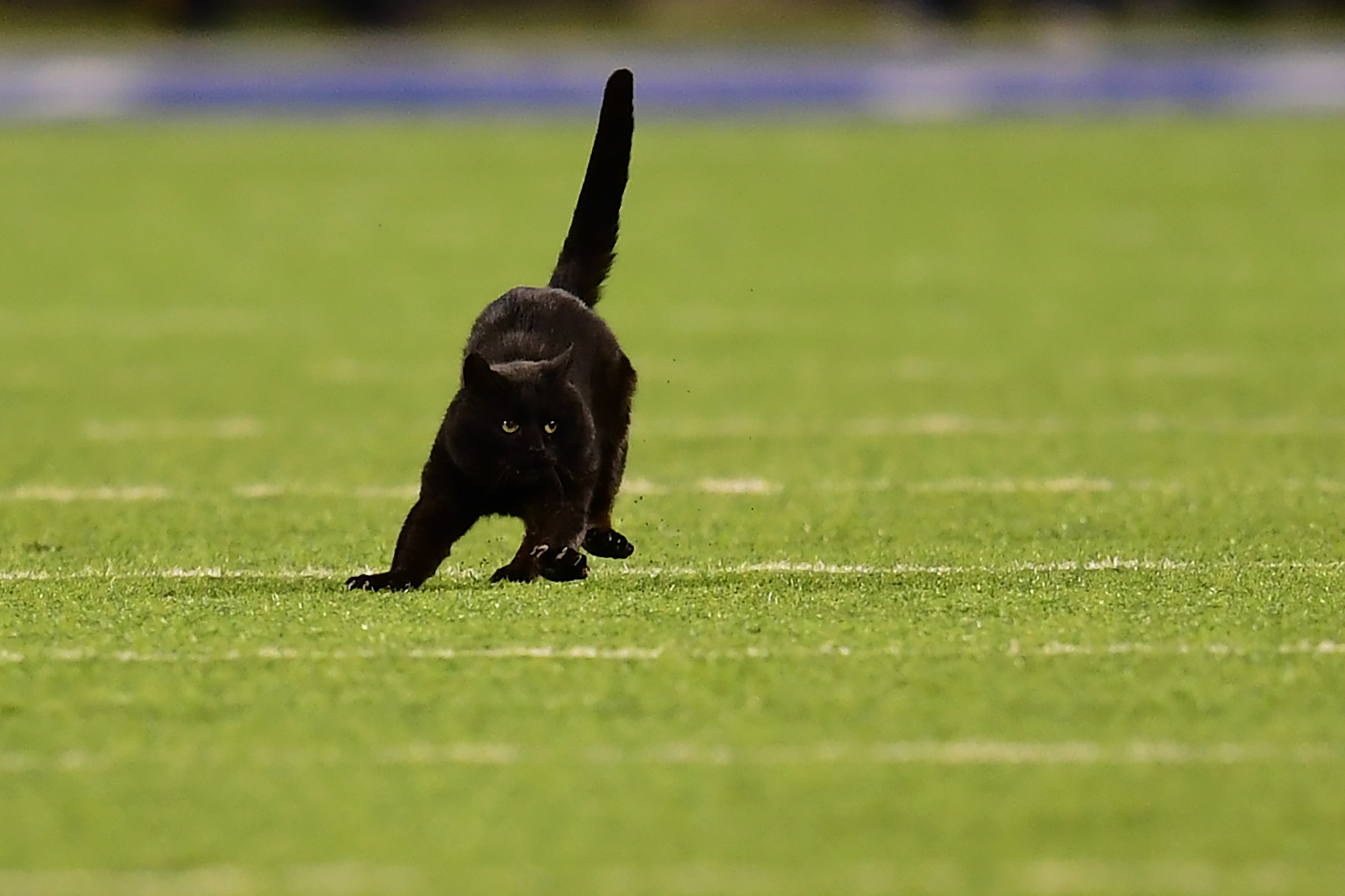 scared black cats