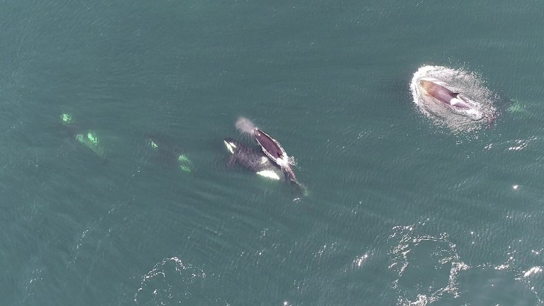 Whales