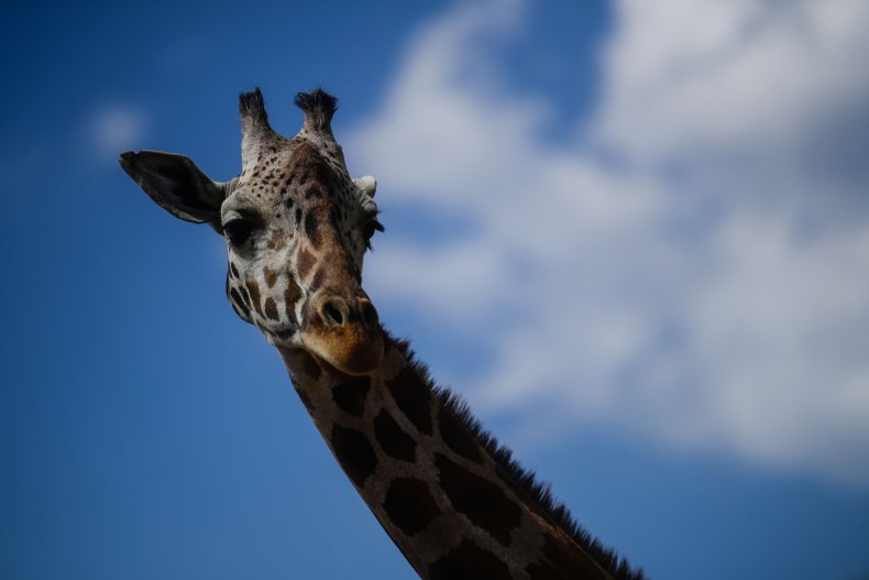 A Reticulated Giraffe Seen in Puebla, Mexico