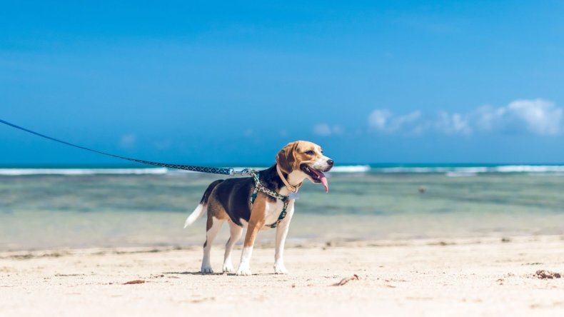 serious skin problems in dogs