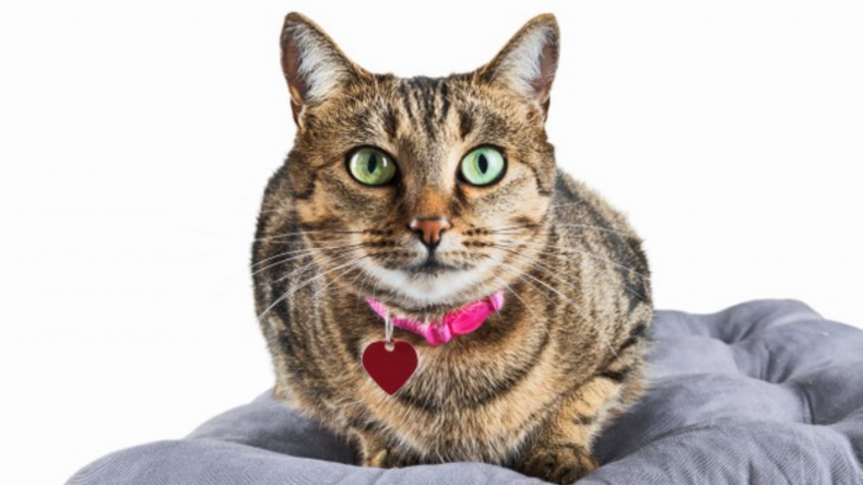 What Cat's Behavior Means