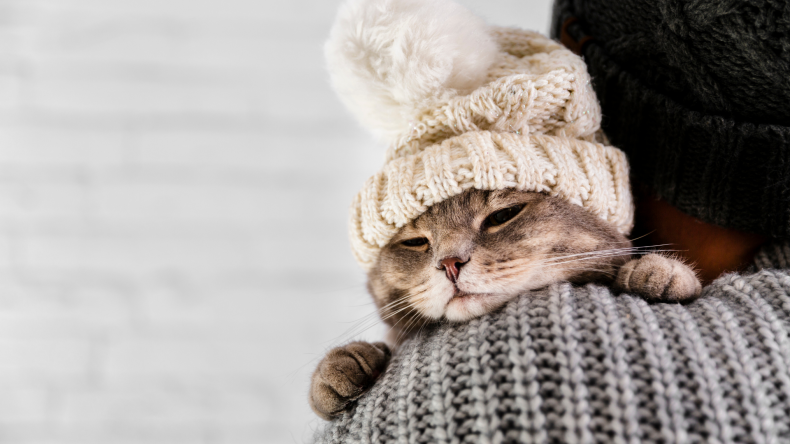 What Cat's Behavior Means