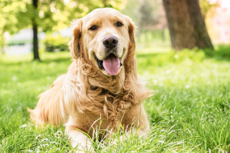 Dog in garden