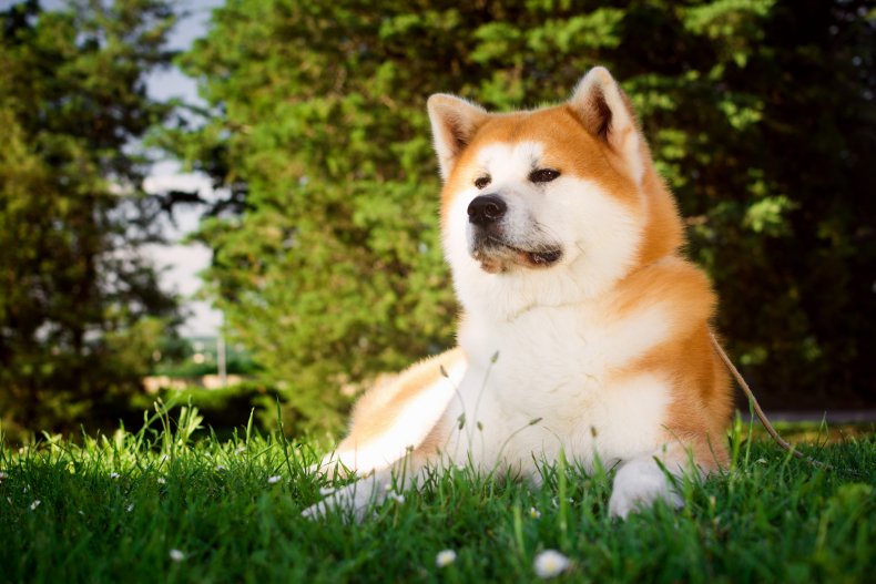 15 Dog Breeds That Are Very Loyal to their Owners