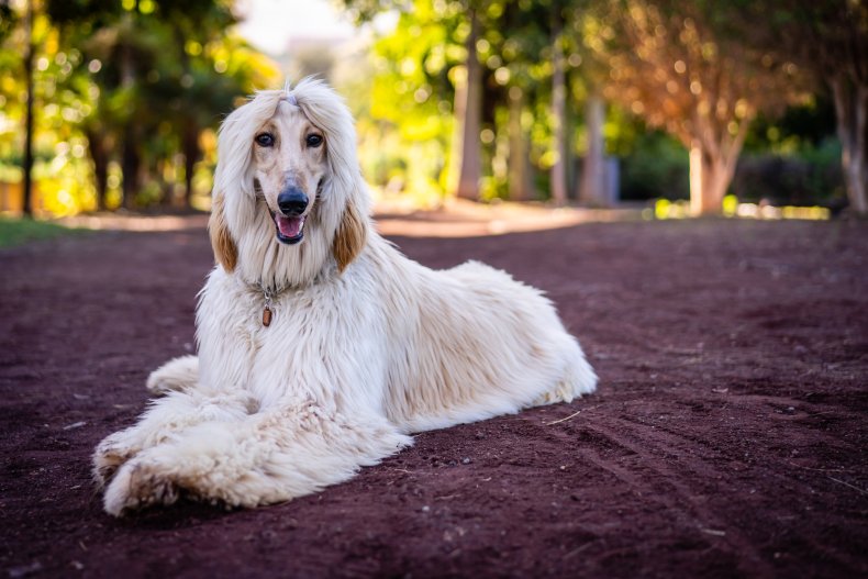 Afghan Hound