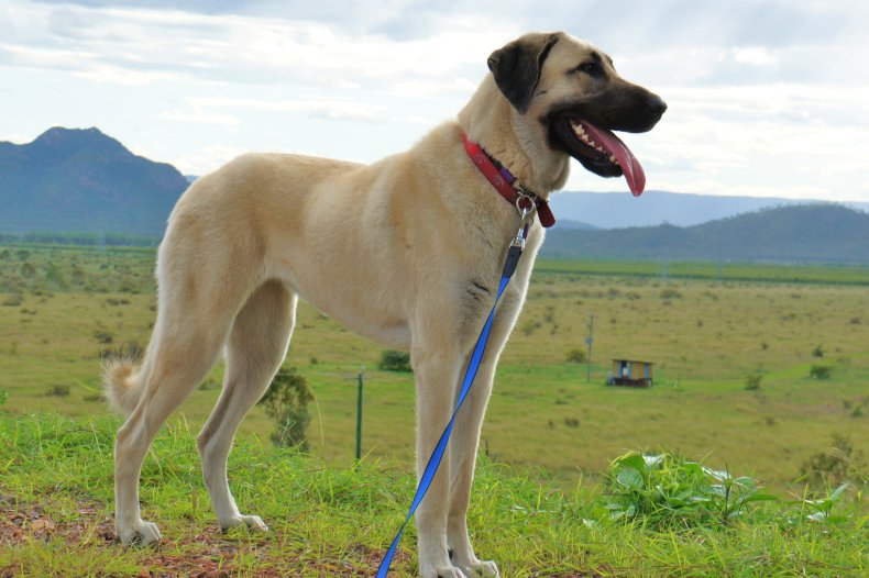 Anatolian Shepherd