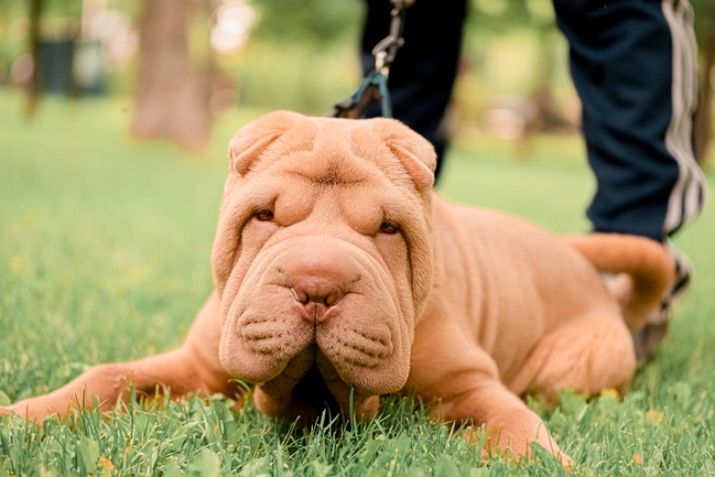 Chinese Shar Pei