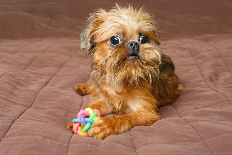 Brussels Griffon 