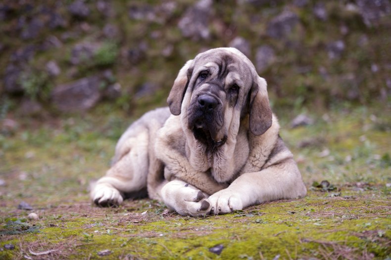 mastiff