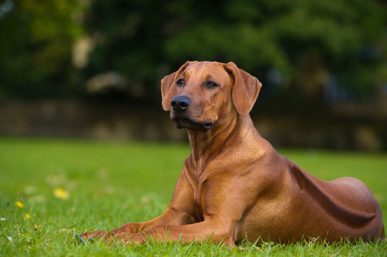 Rhodesian Ridgeback 